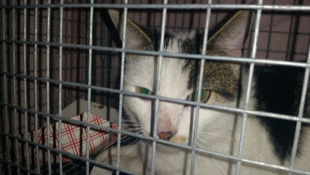 cat_boiling_water_chicago_2