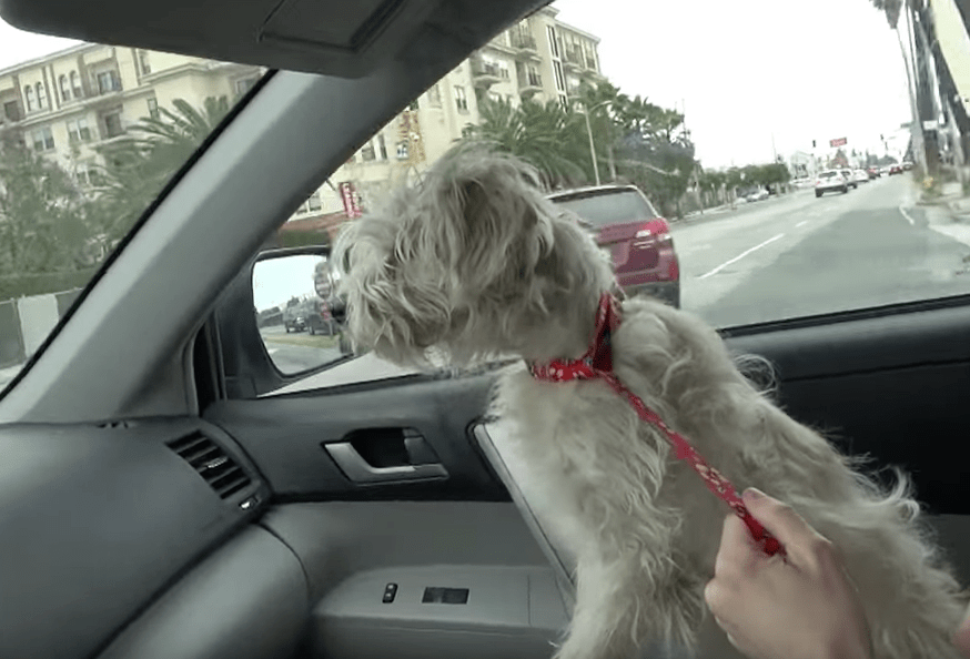 seymour_dog_rscue_hfp_4