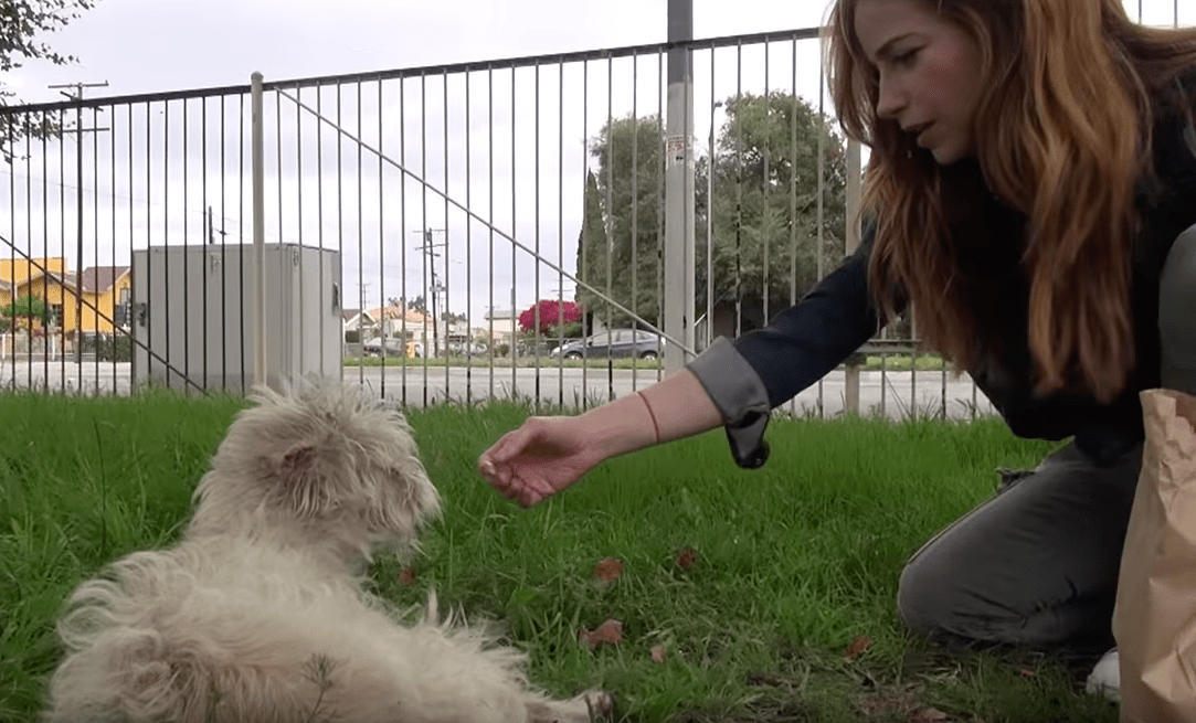 seymour_dog_rscue_hfp_2