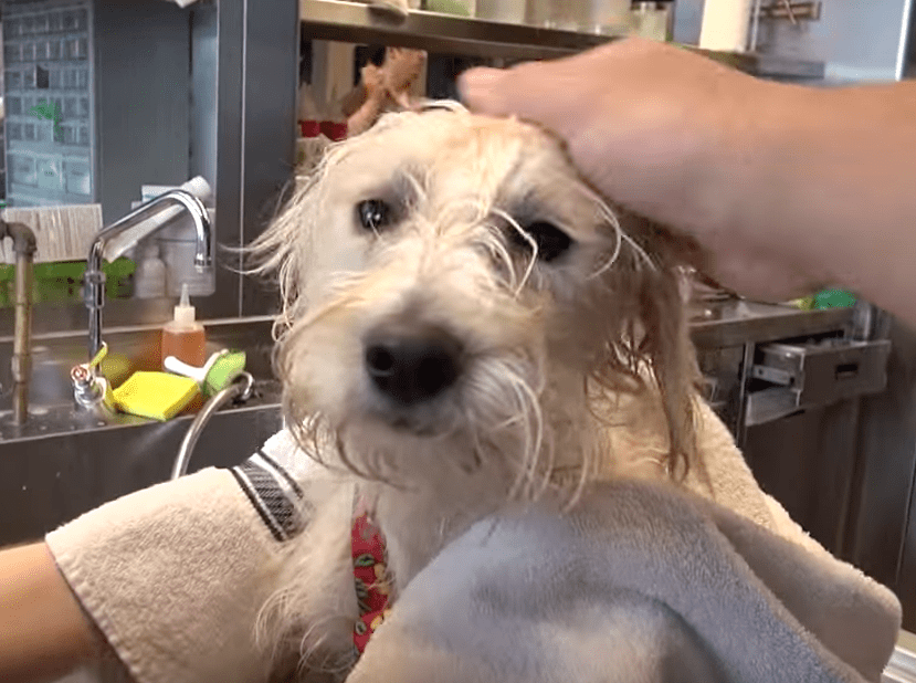 seymour_dog_rscue_hfp_5