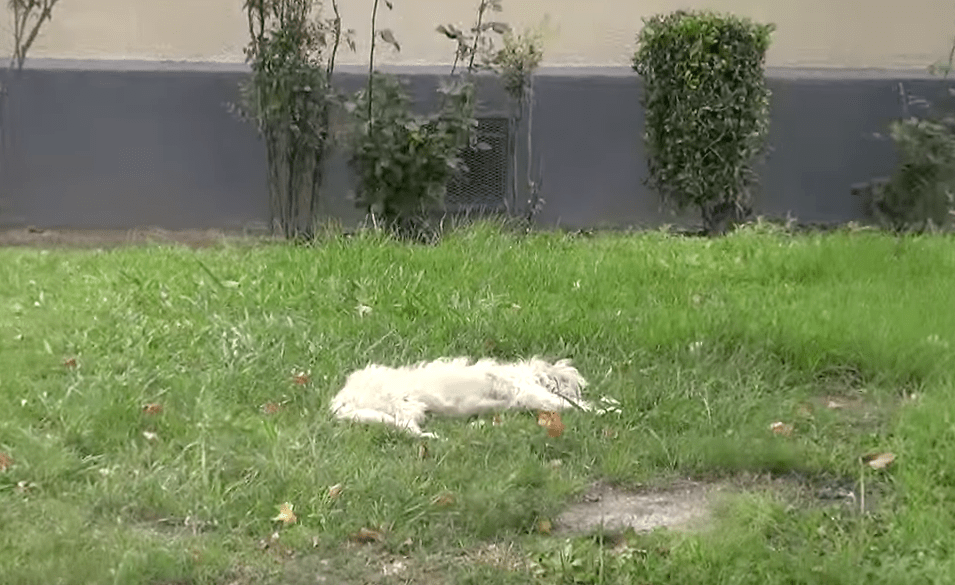 seymour_dog_rscue_hfp_1