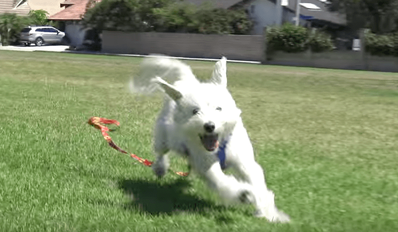 seymour_dog_rscue_hfp_6