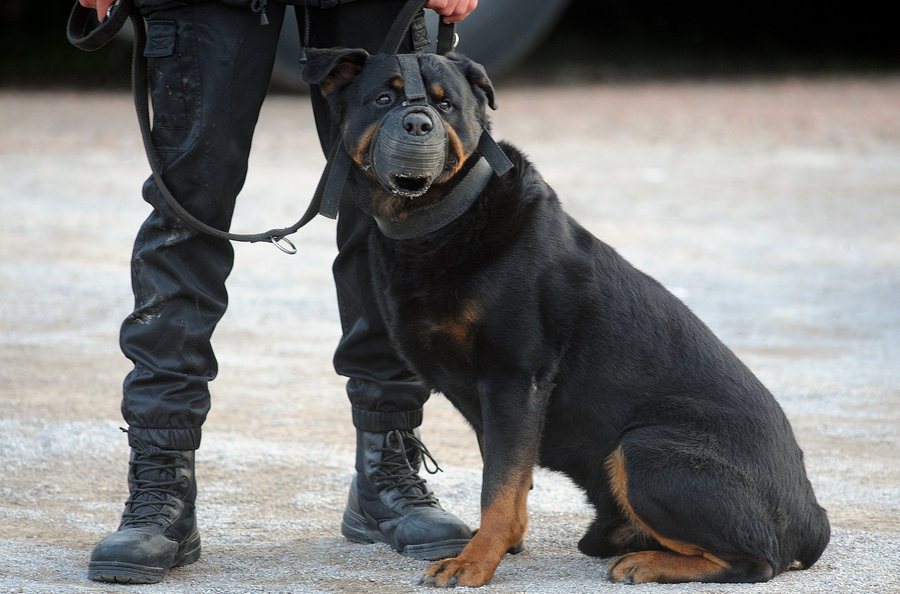 bayron-malinois-chien-securite-30-millions-amis-5
