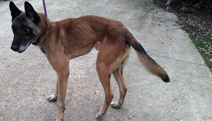 bayron-malinois-chien-securite-30-millions-amis-3