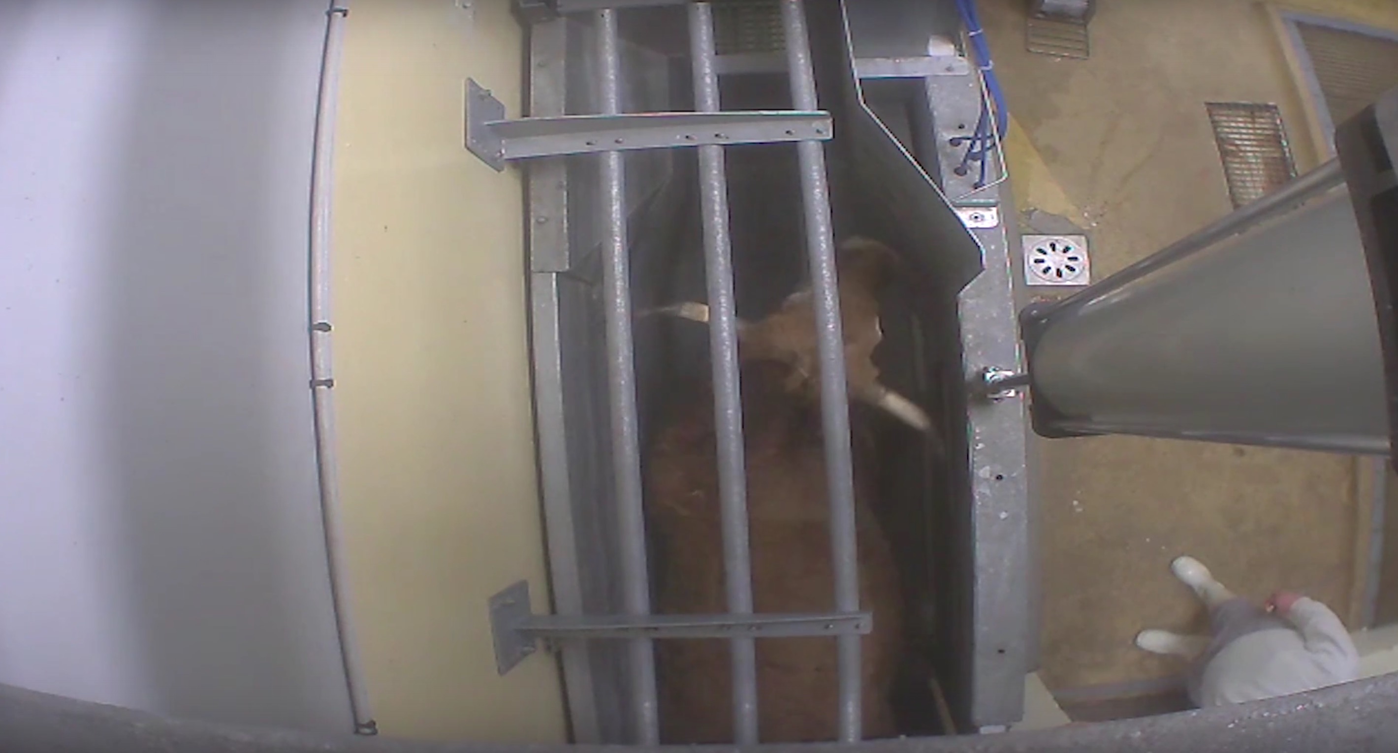 L214-abattoir-vigan-4