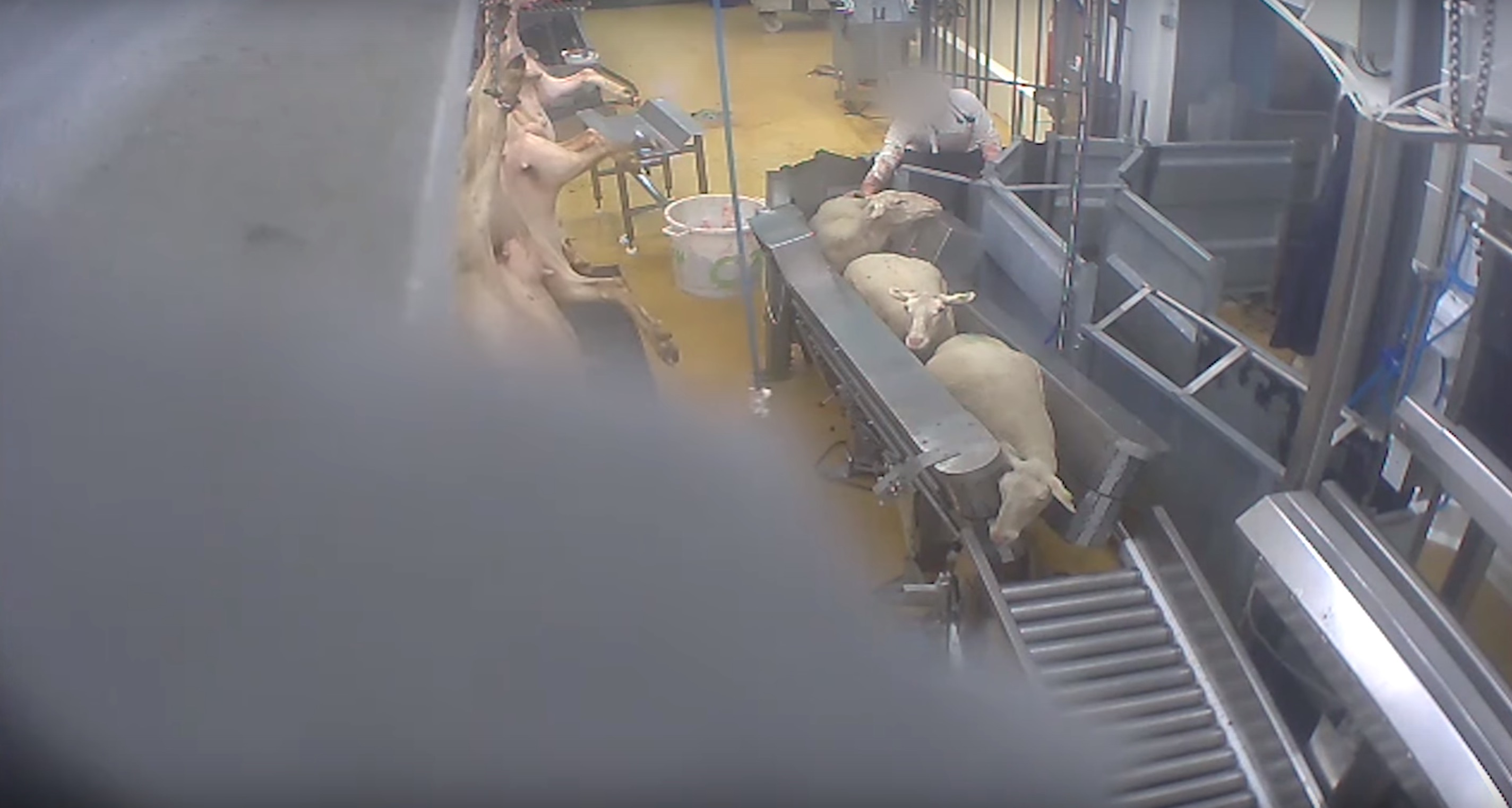 L214-abattoir-vigan-2