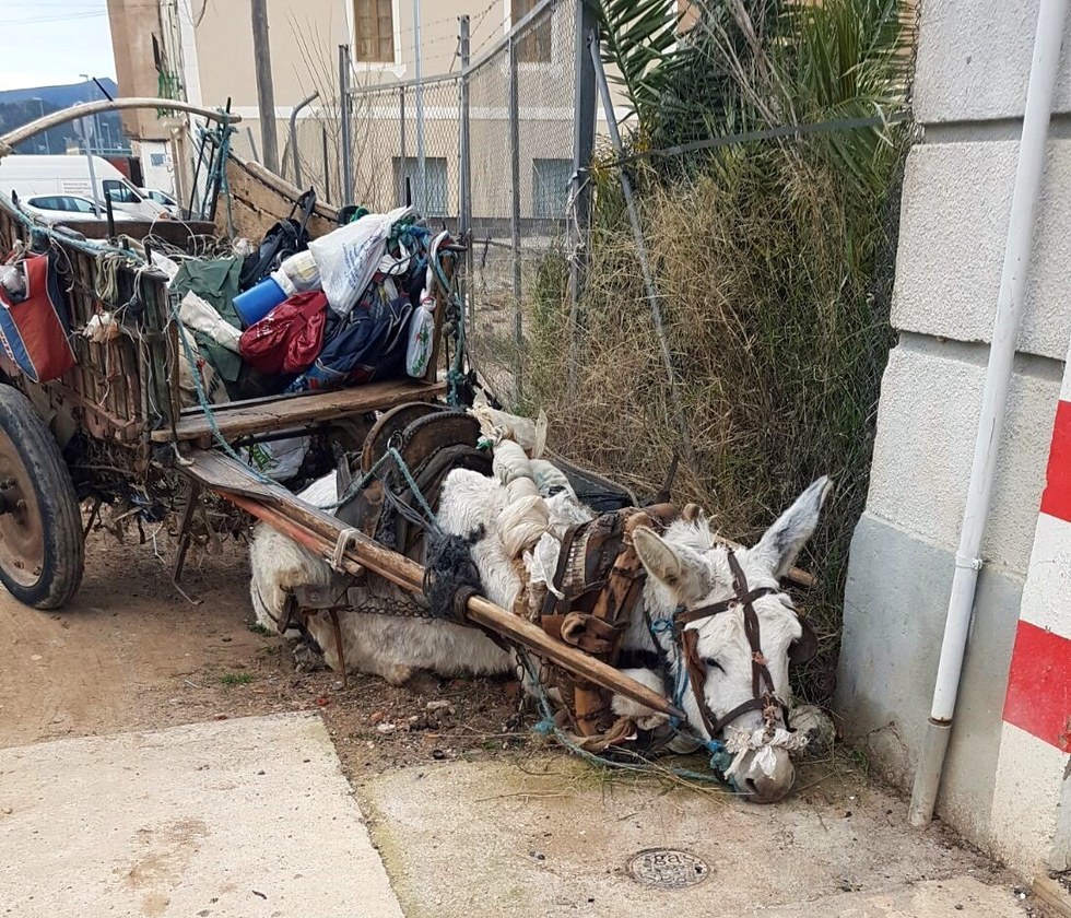 exhausted-donkey-1