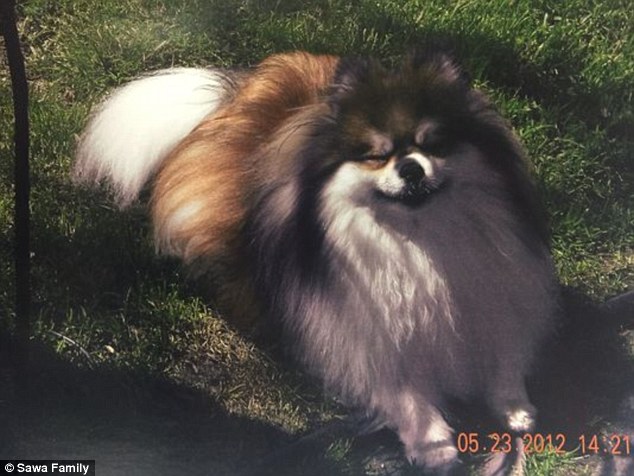 Vlad, le Poméranien décédé