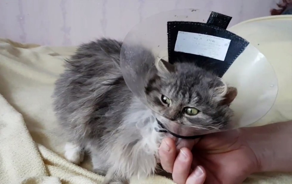 chat-neige-route-sauvetage-5