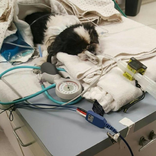 sugar-euthanized-mistake-2