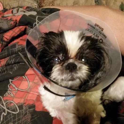 sugar-euthanized-mistake-1