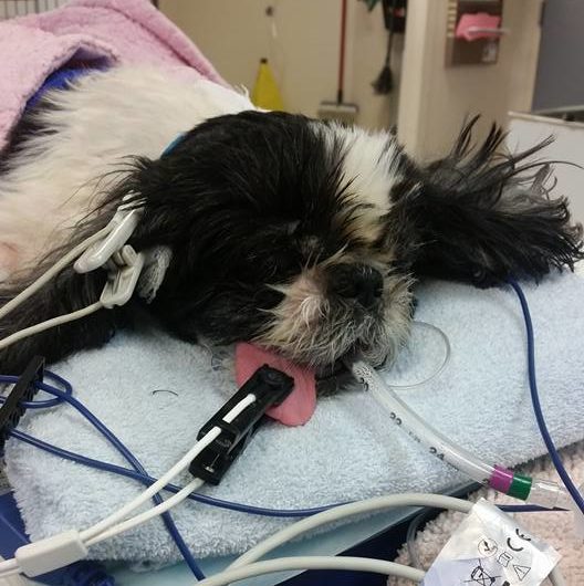 sugar-euthanized-mistake-3