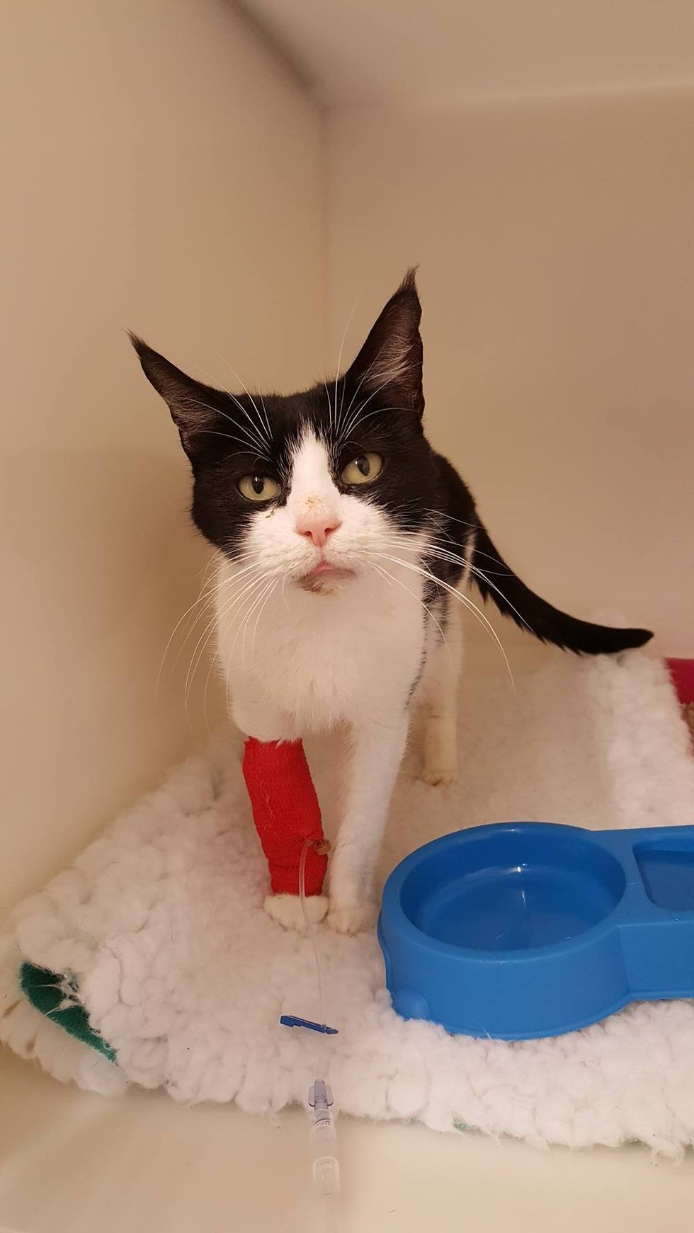 chats-abandonnes-valise-4