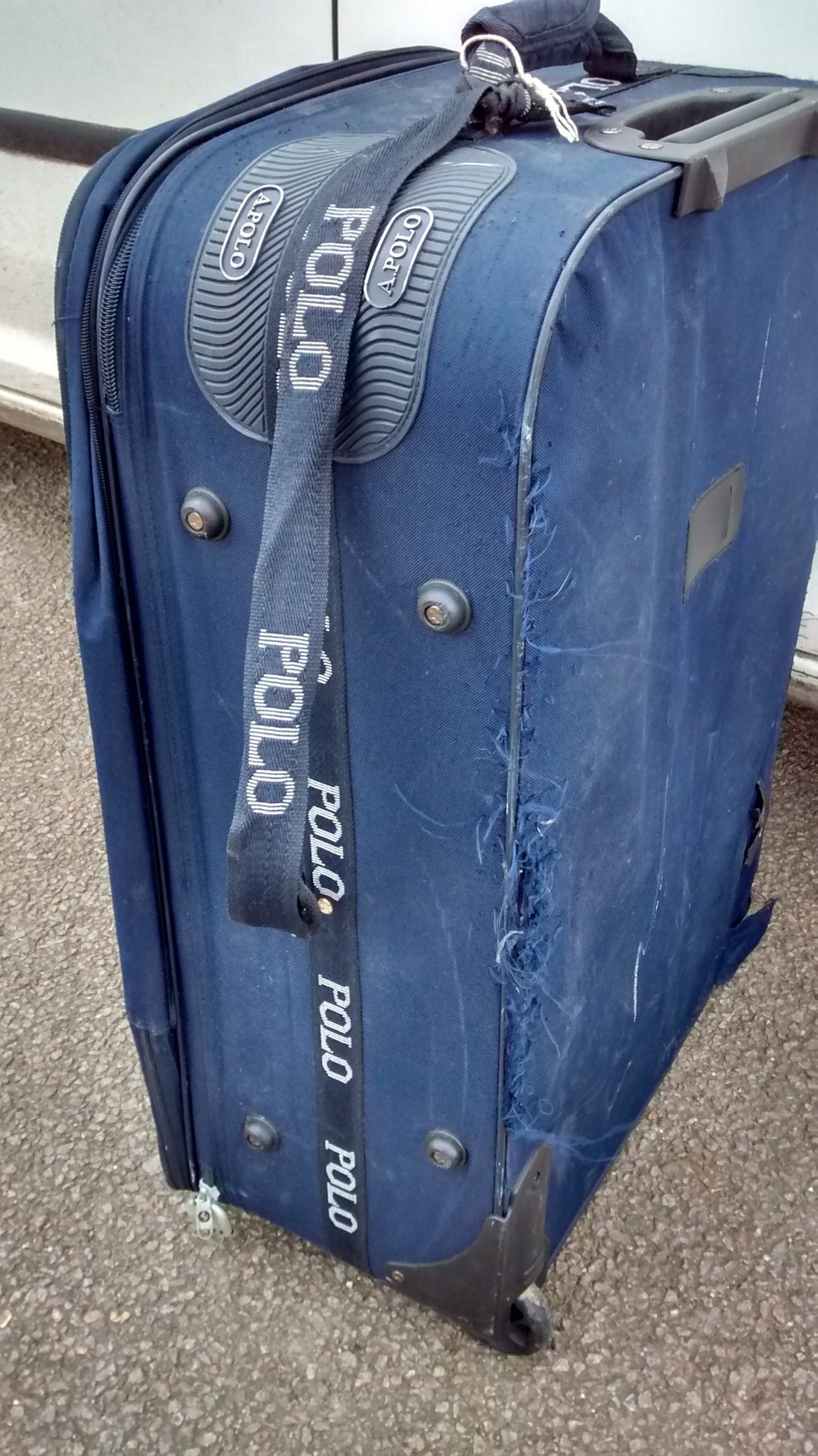 chats-abandonnes-valise-1