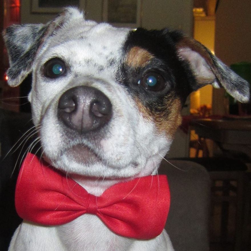 diamomd-chien-bibi-oiseau-1