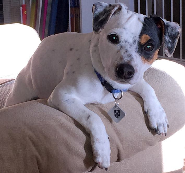 diamomd-chien-bibi-oiseau-5