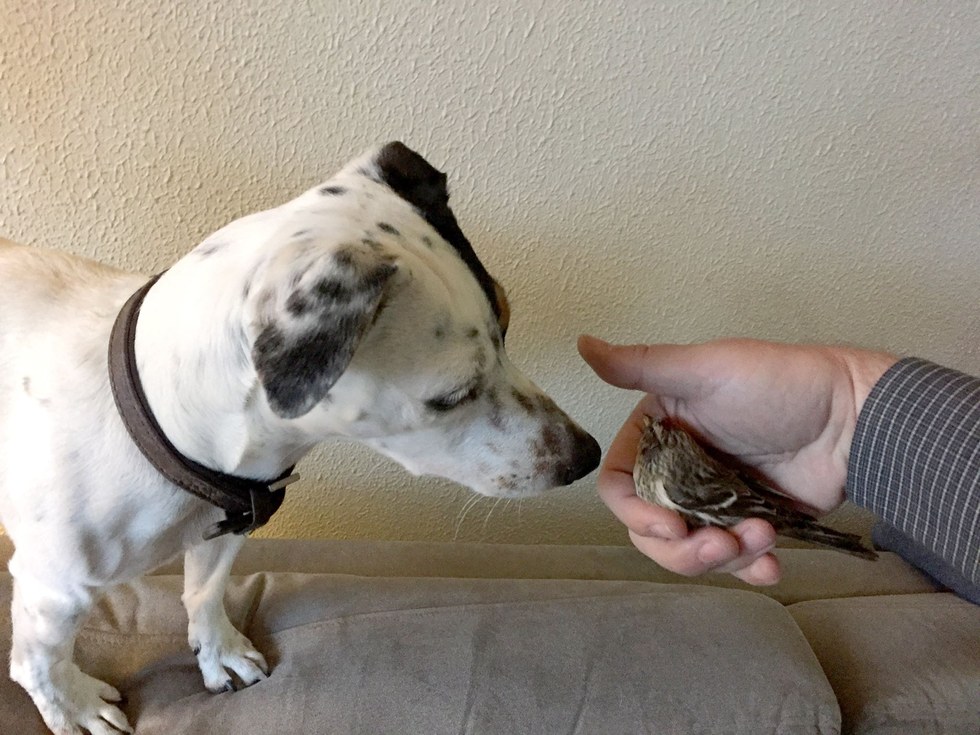 diamomd-chien-bibi-oiseau-2