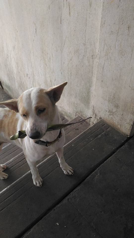 dog-tuaplu-thailand-1