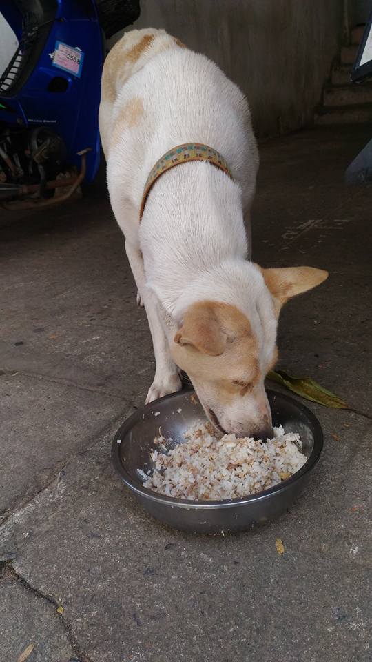 dog-tuaplu-thailand-2