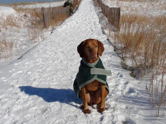 michael-whalen-allie-chien-1