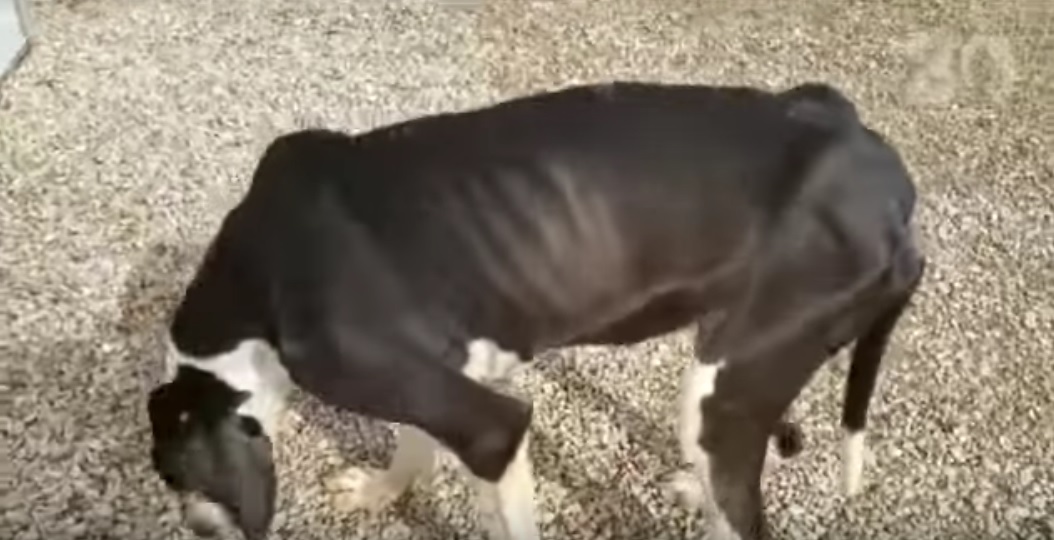 max-mystic-chiens-sauvetage-2