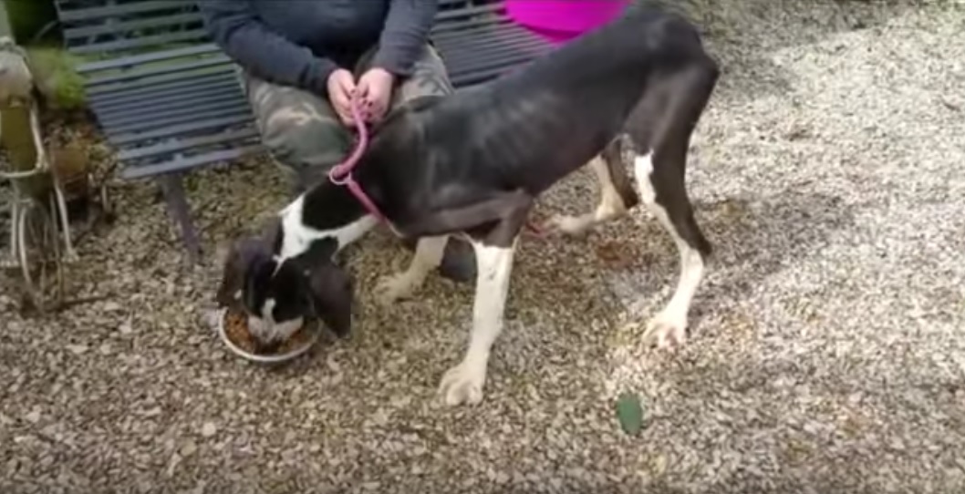 max-mystic-chiens-sauvetage-4