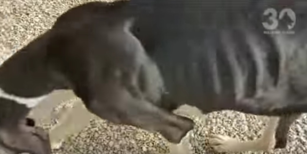 max-mystic-chiens-sauvetage-1