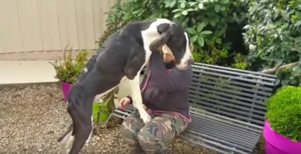 max-mystic-chiens-sauvetage-5