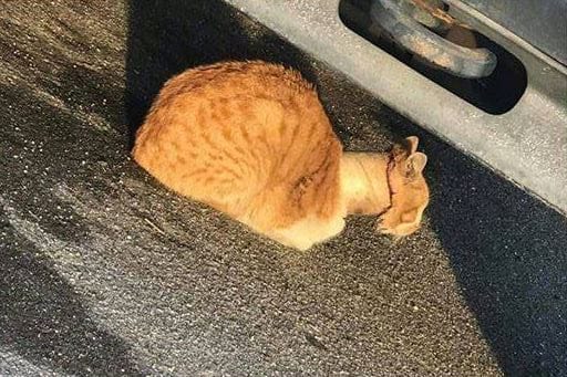 cat-valentine-tape-4