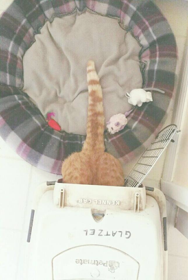 cat-valentine-tape-2