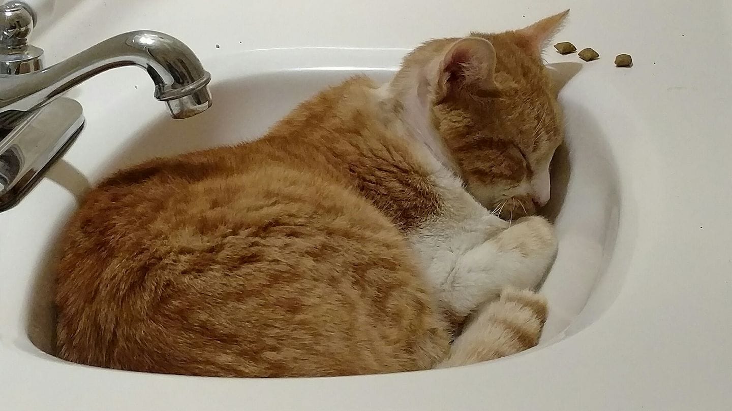 cat-valentine-tape-1