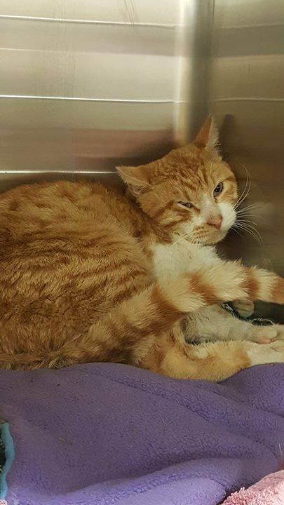 cat-valentine-tape-5