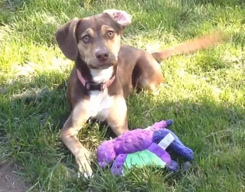 peanut_rescue_girl_3