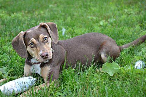 peanut_rescue_girl_2