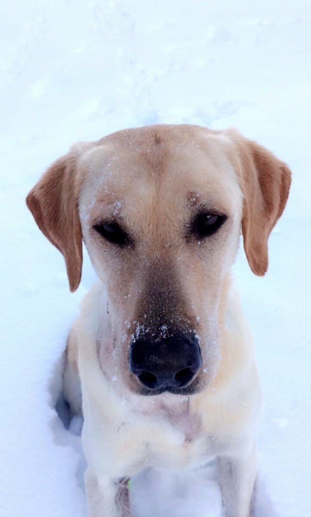 casey_m44_cyanide_idaho_4