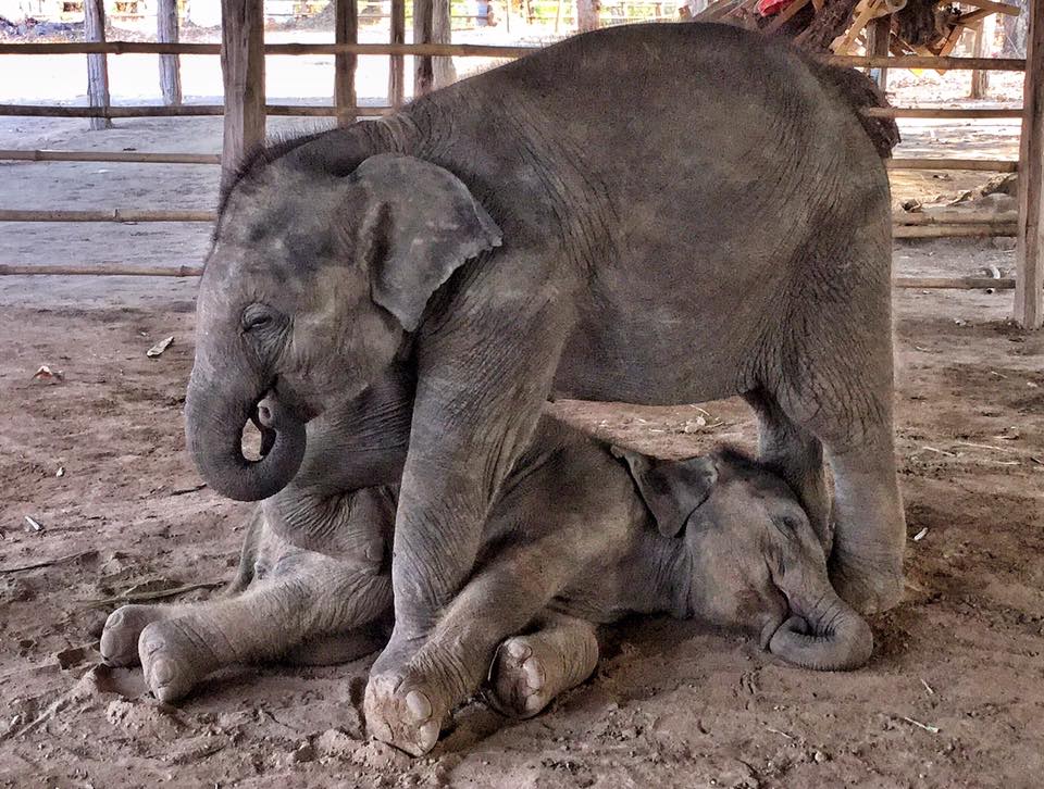 elephant_baby_rescue_milk_2