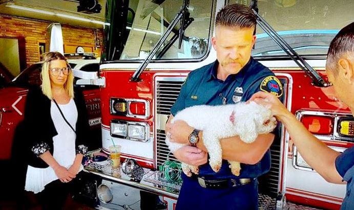 dog-marley-firefighter-1