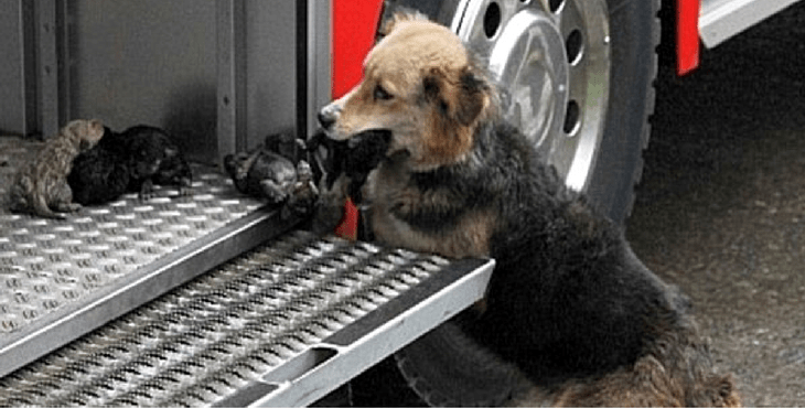 incendie-chiots-camion-cover