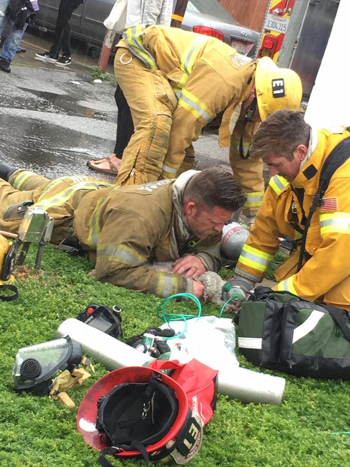 dog-nalu-firefighter-4