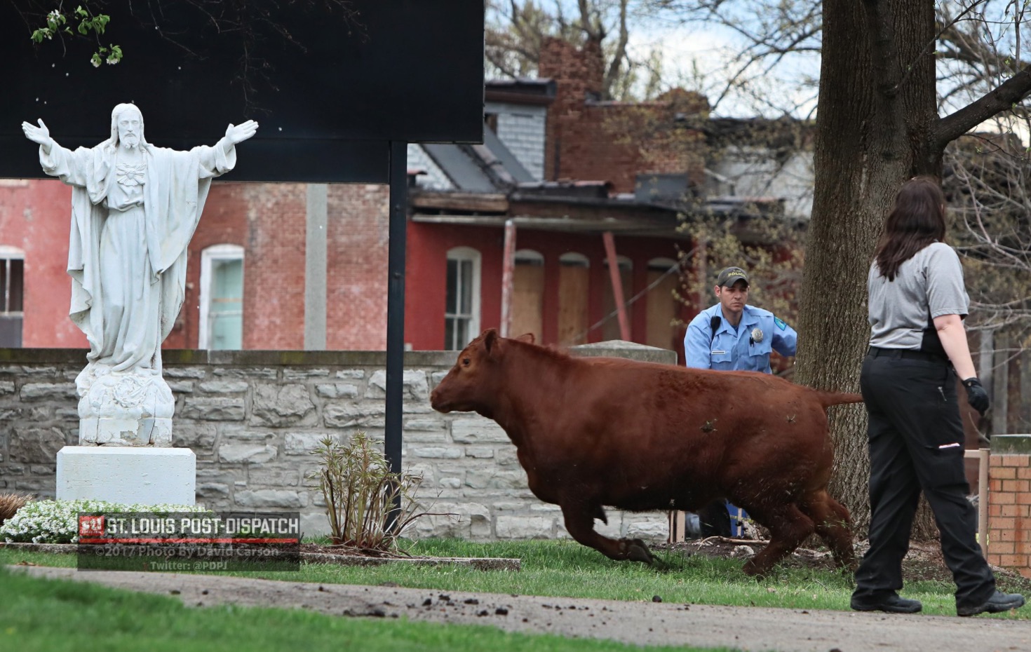 vaches-abattoir-saint-louis-6