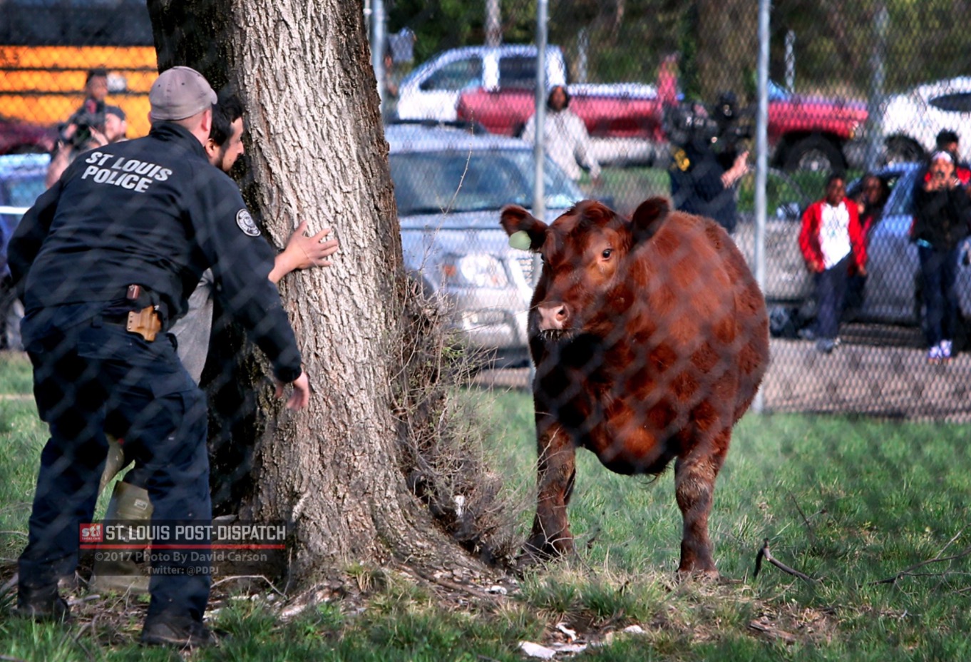 vaches-abattoir-saint-louis-7