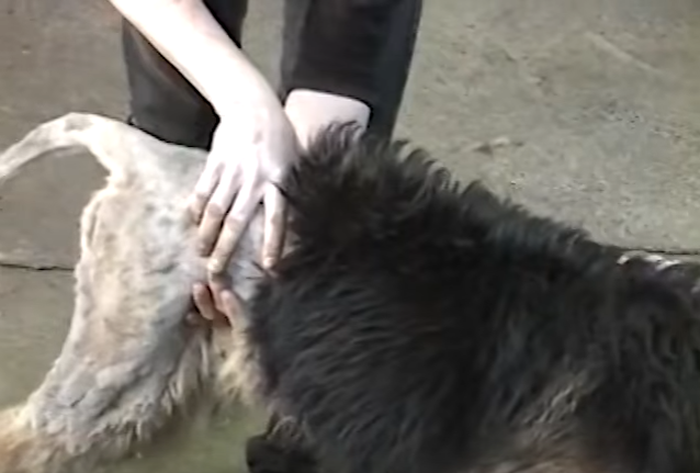 judith-chained-10years-4