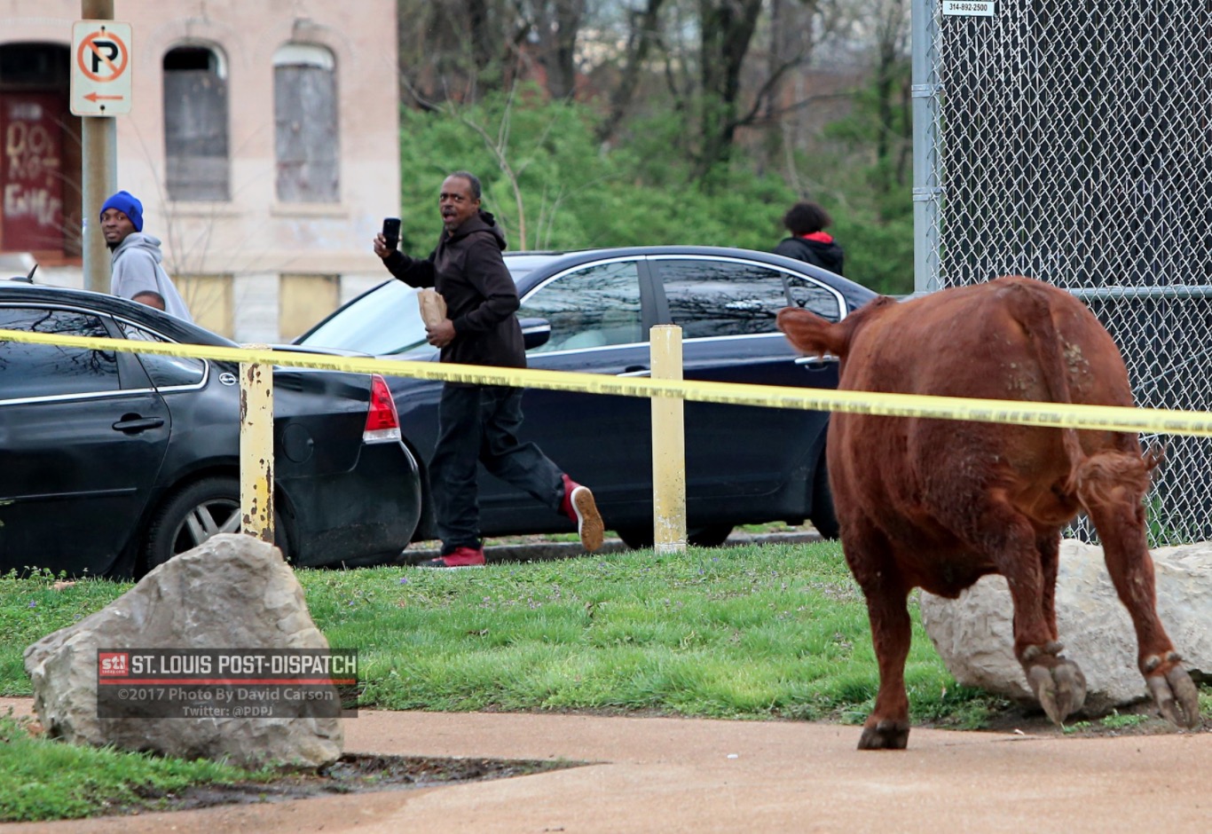 vaches-abattoir-saint-louis-4