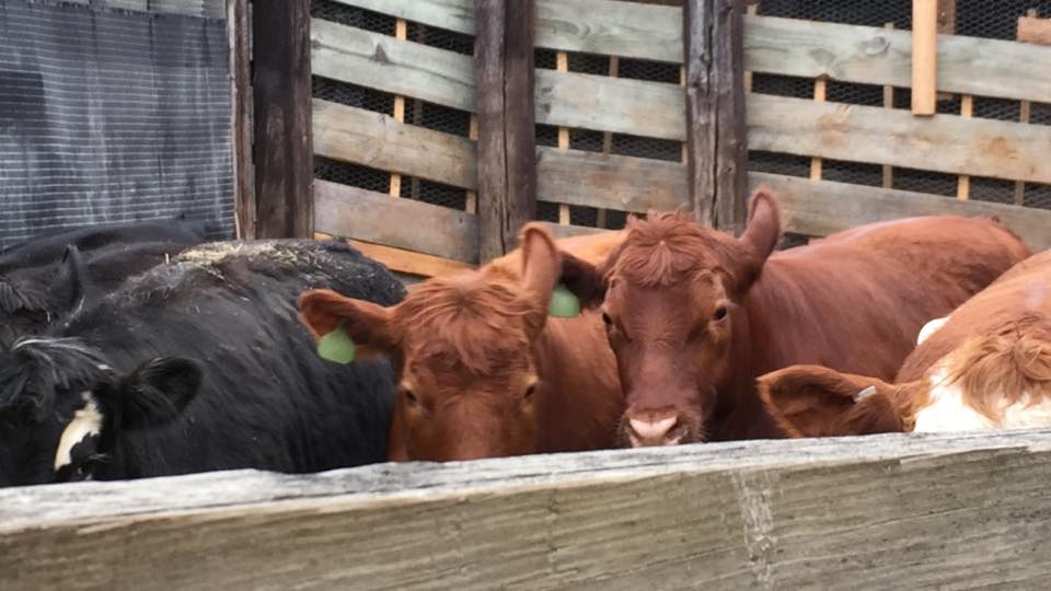 vaches-abattoir-saint-louis-8