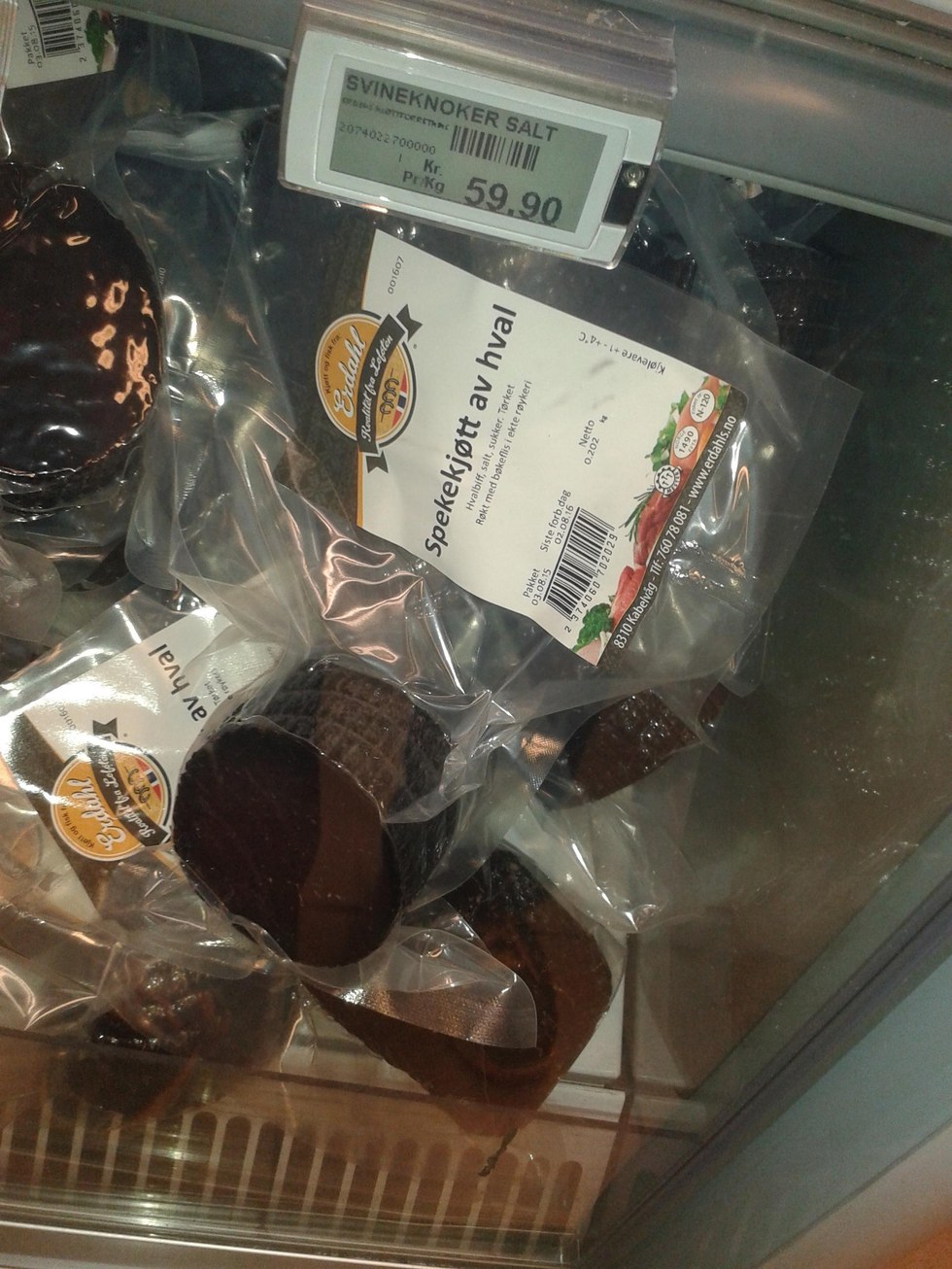 whale-hunting-norway- (8)