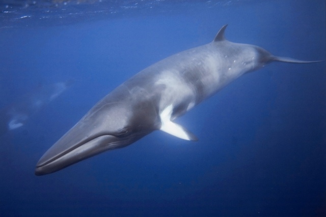 whale-hunting-norway- (6)