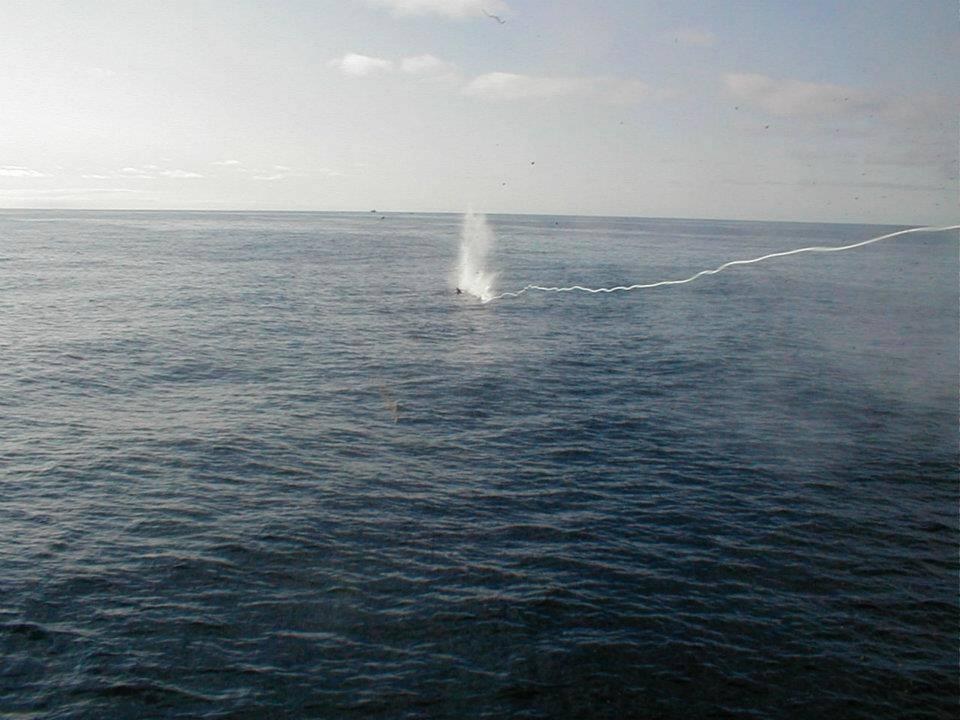 whale-hunting-norway- (2)