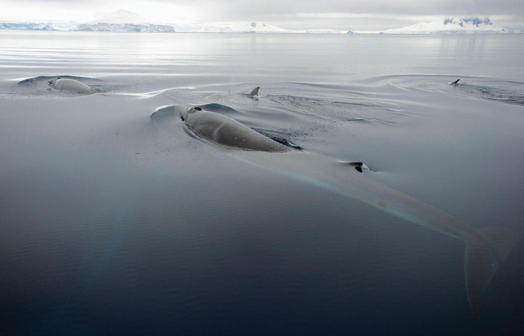 whale-hunting-norway- (7)