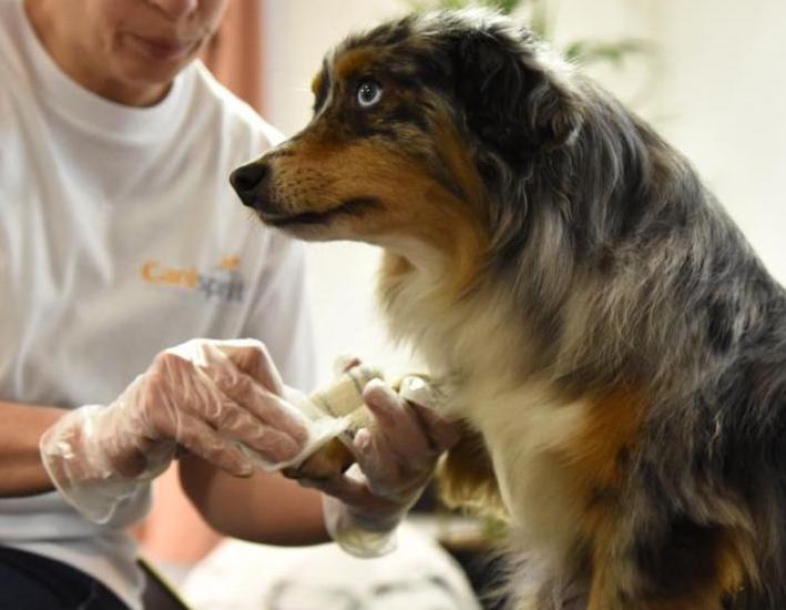 geste-secours-chat-chien-heimlich-4