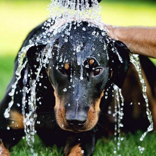 geste-secours-chat-chien-heimlich-8